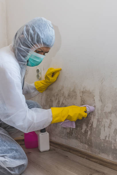  Nowthen, MN Mold Removal Pros